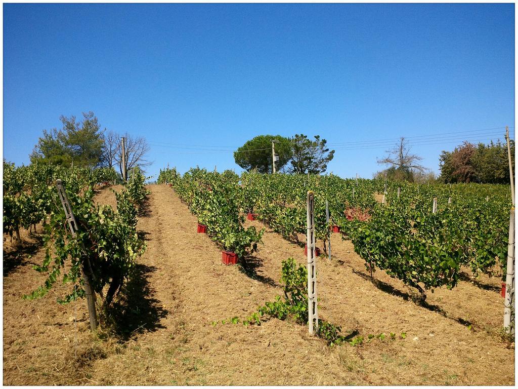 Agriturismo San Giusto Montiano  Zewnętrze zdjęcie