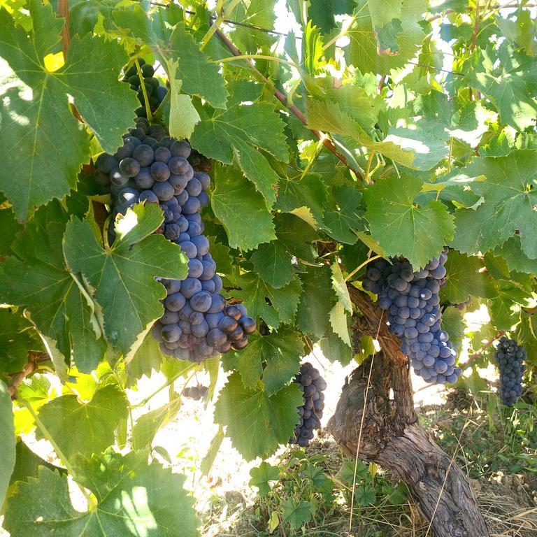 Agriturismo San Giusto Montiano  Zewnętrze zdjęcie